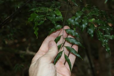 Lepiderema pulchella, photographed by Greg Tasney