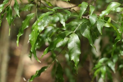 Lepiderema pulchella, photographed by Greg Tasney