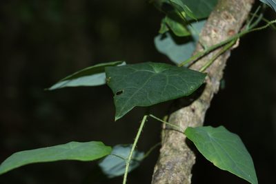Echinostephia aculeata, photographed by Greg Tasney