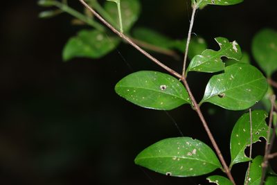 Gossia fragrantissima, photographed by Greg Tasney