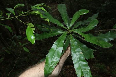 Macadamia integrifolia, photographed by Greg Tasney