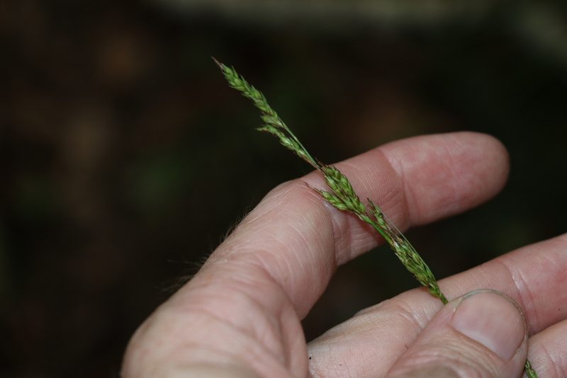 Carex brunnea, photographed by Greg Tasney