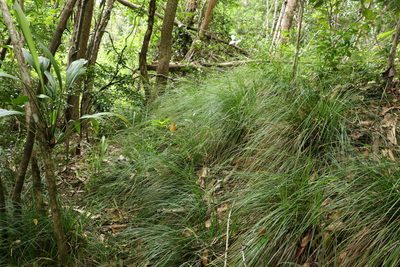 Carex brunnea, photographed by Greg Tasney