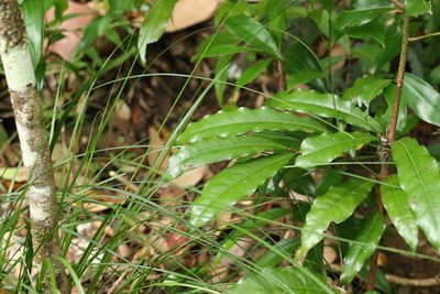 Beilschmiedia obtusifolia, photographed by Greg Tasney