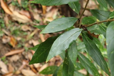 Solanum shirleyanum, photographed by Greg Tasney