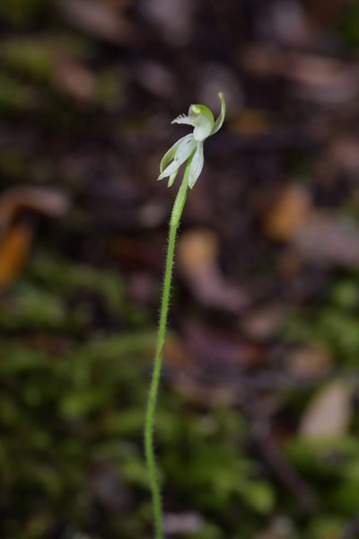 Caladenia nothofageti, photographed by Christopher Stephens