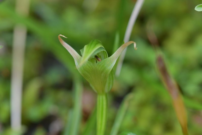 Pterostylis montana, photographed by Christopher Stephens