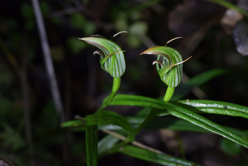 Pterostylis irsoniana, photographed by Christopher Stephens