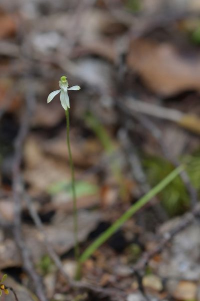 Caladenia nothofageti, photographed by Christopher Stephens