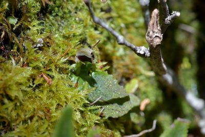 Corybas oblongus, photographed by Christopher Stephens