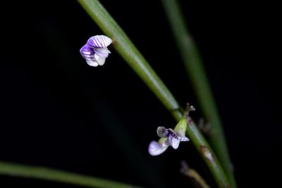 Carmichaelia australis, photographed by Christopher Stephens