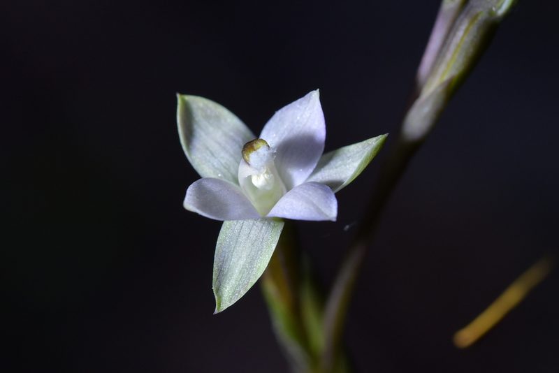 Thelymitra purpureofusca, photographed by Christopher Stephens