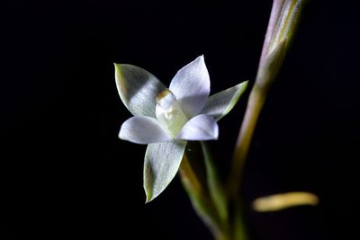 Thelymitra purpureofusca, photographed by Christopher Stephens