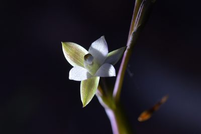 Thelymitra purpureofusca, photographed by Christopher Stephens