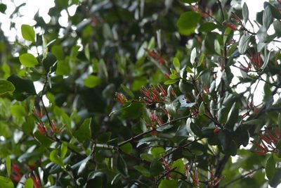 Peraxilla colensoi, photographed by Christopher Stephens