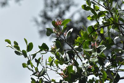 Peraxilla colensoi, photographed by Christopher Stephens