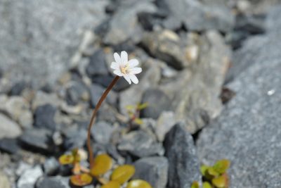 Epilobium brunnescens, photographed by Christopher Stephens