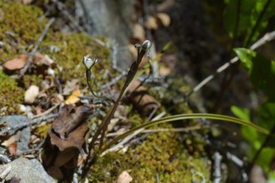 Thelymitra purpureofusca, photographed by Christopher Stephens