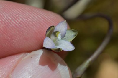 Thelymitra purpureofusca, photographed by Christopher Stephens