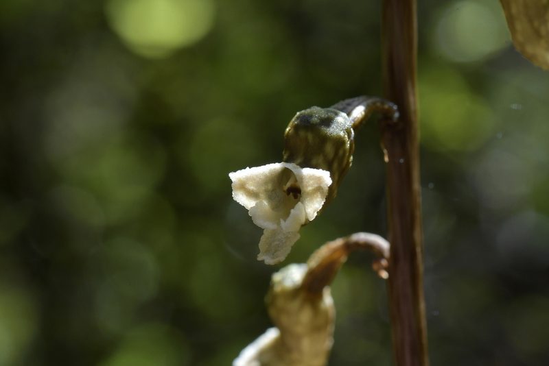 Gastrodia cunninghamii, photographed by Christopher Stephens
