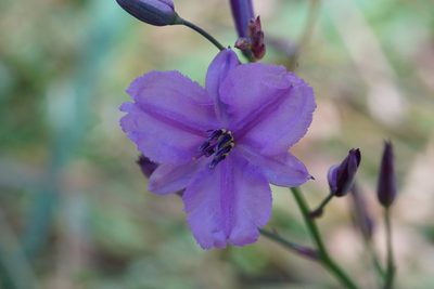 Dichopogon strictus, photographed by Ben Fisher