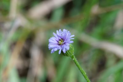Lagenophora stipitata, photographed by Ben Fisher