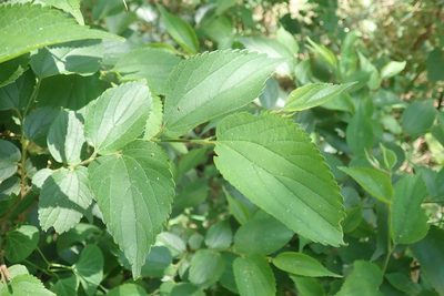 Celtis africana, photographed by Andrew Deacon
