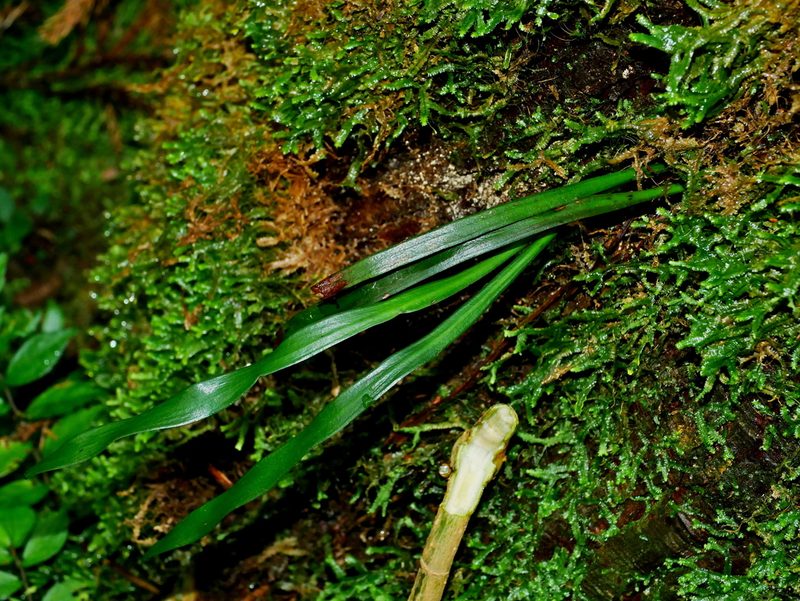 Haplopteris elongata, photographed by Jacy Chen