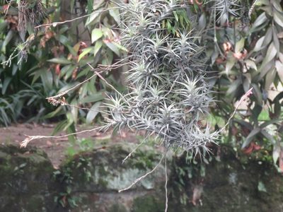 Tillandsia incarnata, photographed by Juan Carlos Caicedo Hernández