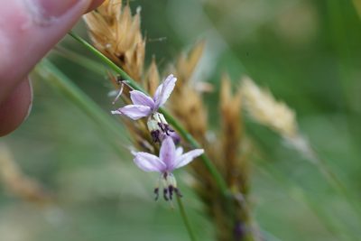 Arthropodium milleflorum, photographed by Ben Fisher