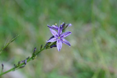 Caesia calliantha, photographed by Ben Fisher