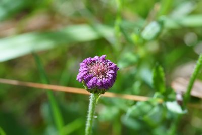 Lagenophora stipitata, photographed by Ben Fisher