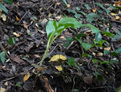 Scadoxus puniceus, photographed by Matthew Fainman