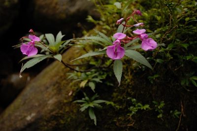 Impatiens tangachee, photographed by Divya Mudappa