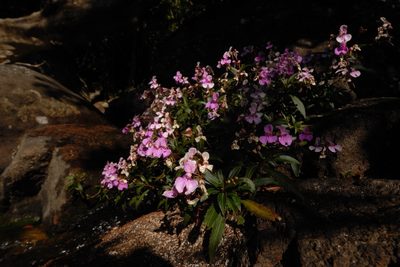Impatiens tangachee, photographed by Divya Mudappa