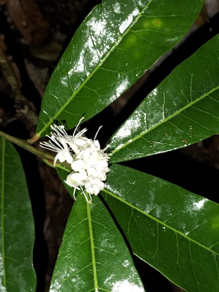 Phaleria octandra, photographed by Matthew Borella