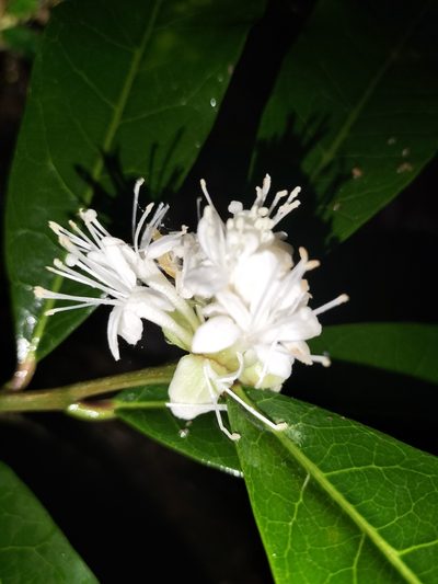 Phaleria octandra, photographed by Matthew Borella