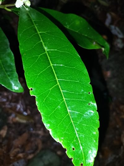 Phaleria octandra, photographed by Matthew Borella