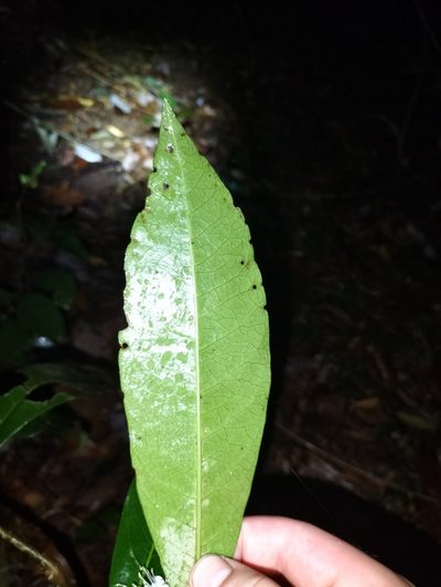 Phaleria octandra, photographed by Matthew Borella