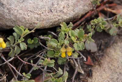 Hermannia multiflora, photographed by Tony Rebelo