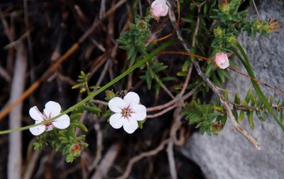 Adenandra uniflora, photographed by Tony Rebelo