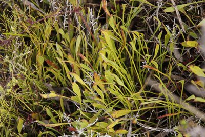 Centella glabrata, photographed by Tony Rebelo