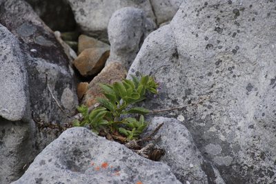 Teedia lucida, photographed by Tony Rebelo