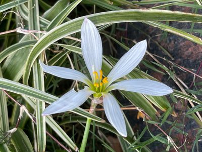 Zephyranthes candida, photographed by Wang.QG