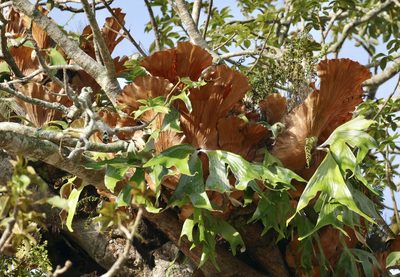 Platycerium stemaria, photographed by Jean-Paul Boerekamps