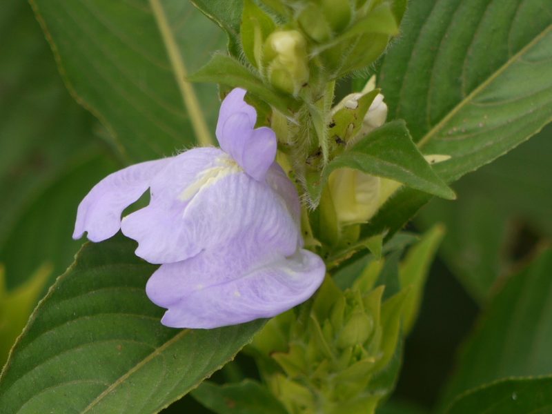 Calacanthus grandiflorus, photographed by Dinesh Valke