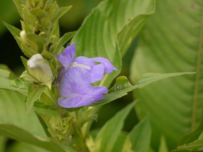 Calacanthus grandiflorus, photographed by Dinesh Valke