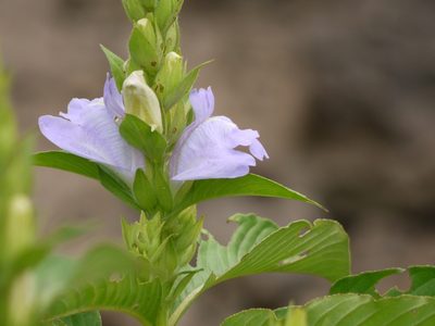 Calacanthus grandiflorus, photographed by Dinesh Valke