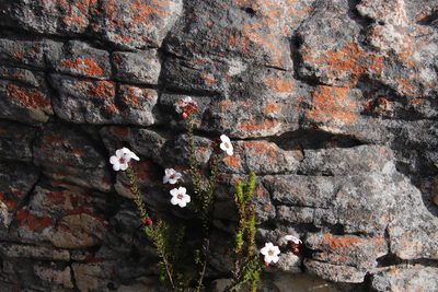 Adenandra villosa, photographed by Tony Rebelo