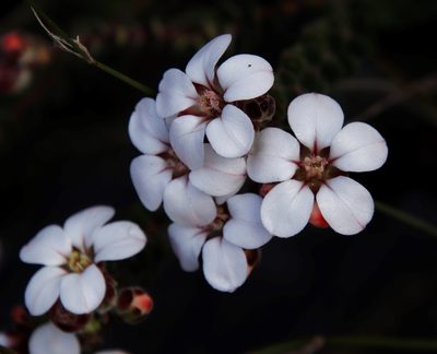 Adenandra villosa, photographed by Tony Rebelo